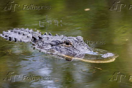 Florida's Alligator Alcatraz detention center