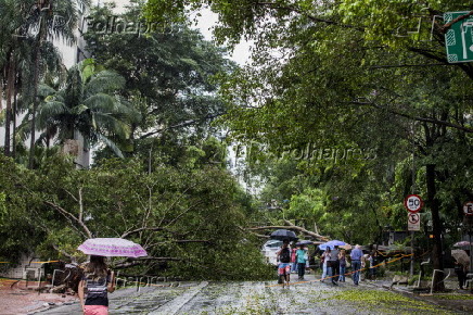 Queda de árvore na avenida Angélica em São Paulo