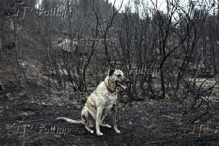 A dog sits in an area scorched by a wildfire, in Ribaute