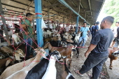 Eid al-Adha preparations in Aceh