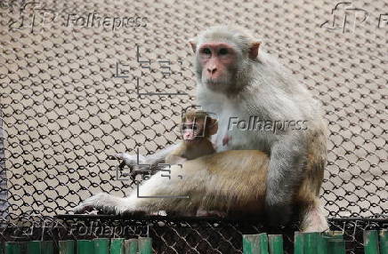 Monsoon rain in Delhi Zoo