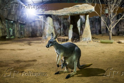 Cangurus que vieram do Texas (EUA), para o Aquário de São Paulo