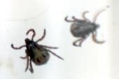 Carrapato-estrela, transmissor da febre maculosa