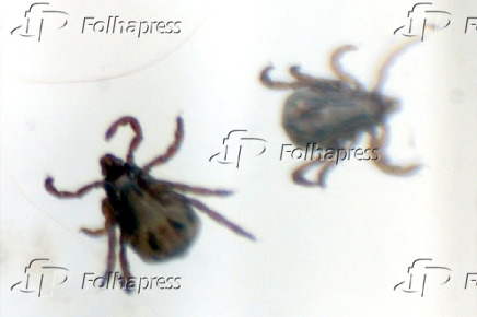 Carrapato-estrela, transmissor da febre maculosa