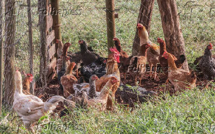 Suspensão de compra de frango pela China
