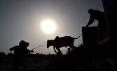 Sacrificial animals market in Karachi
