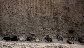 Kabul's stray dog population on the rise