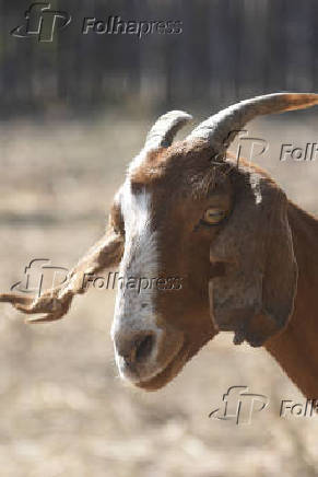 Agropecuaria