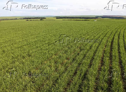 Vista aérea de drone de uma plantação de cana-de-açúcar em Pederneiras