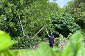 Migrante en EEUU pasó ocho horas subido a un árbol para evitar ser arrestado por migración
