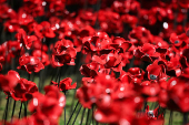 View shows installation of 30,000 ceramic poppies commemorating the 80th anniversary of Victory in Europe (VE) Day in London