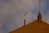 Conclave to elect the new pope, at the Vatican