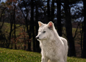 Genetically modified wolf juvenile, one of three successfully bred from edited dire wolf DNA by Colossal Biosciences