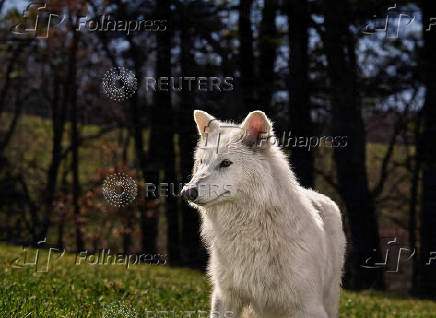Genetically modified wolf juvenile, one of three successfully bred from edited dire wolf DNA by Colossal Biosciences