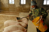 FILE PHOTO: China's big feed shift to curb soybean imports, strain small farmers
