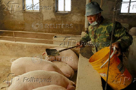 FILE PHOTO: China's big feed shift to curb soybean imports, strain small farmers