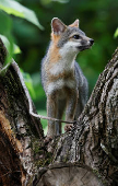 Gray Fox in the Sumidero Canyon nature reserve, In Chapa de Corzo