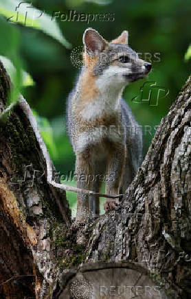 Gray Fox in the Sumidero Canyon nature reserve, In Chapa de Corzo