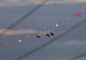 South Africa?s Blue Crane Battling Extinction Amidst Changing Landscapes
