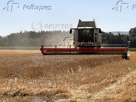 A farmer mows wheat with a harvester in a field near Seligenstadt