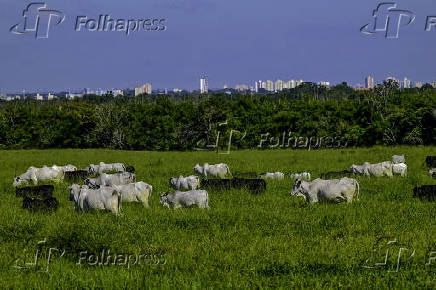 Vista de gado de corte na Vargem Grande