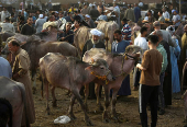 Cattle traders and customers crowd the Al-Manashi livestock market, ahead of the Muslim Festival of Sacrifice Eid al-Adha, in Al Qalyubia Governorate