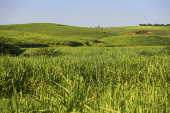 Vista de plantação de cana-de-açúcar,