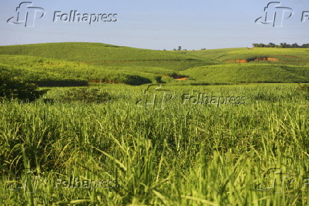 Vista de plantação de cana-de-açúcar,