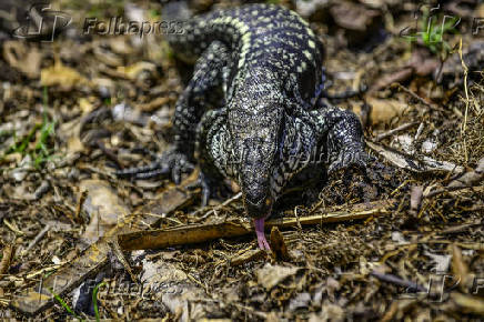 Vista de um lagarto Teiú