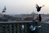 Abdel Rahman Ismael trains birds using free-flying techniques, in Cairo