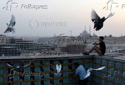 Abdel Rahman Ismael trains birds using free-flying techniques, in Cairo