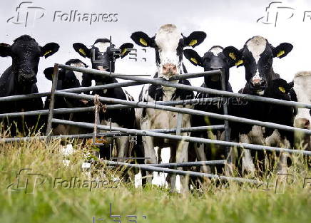 Sustainable farming efforts advance in North Holland dairy farms
