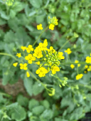 Canadian crops look good but resting on knife's edge at mid season