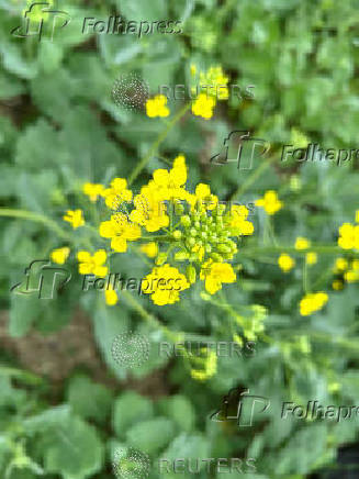 Canadian crops look good but resting on knife's edge at mid season