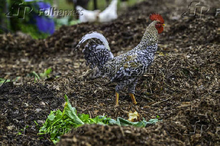 Galinhas, galos e pintinhos EM pasto de compostagem em SJC