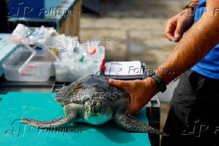 Marine biologist Alejandro Usategui, of the NGO ADS Biodiversity, holds a green sea turtle named Solstice at the Wildlife Recovery Center in Taliarte, on the island of Gran Canaria