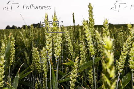 Cereal field in Belgium
