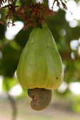 PIAUÍ - 30 DE NOVEMBRO DE 2006: Caju.
