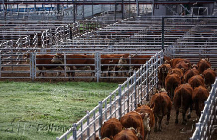 Where's the beef? Argentine steak exports slide as strong peso inflates costs