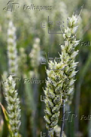 Cereal field in Belgium