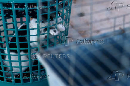 Mass sterilization campaign targets stray animal overpopulation in Ciudad Juarez