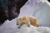 Ursa polar Nur, que nasceu no aquário de São Paulo