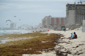 Sargassum seaweed season in Cancun