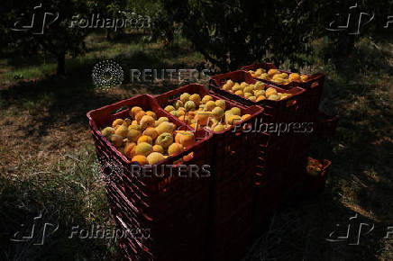 Trump tariffs worry Greek peach producers