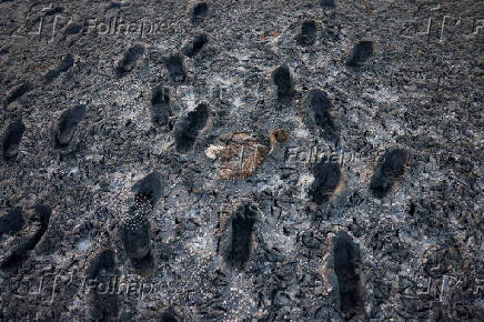 Flamingo chicks are fitted with identity rings in the Fuente de Piedra natural reserve, near Malaga