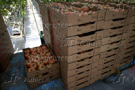 U.S. Government imposes 17% tariff on Mexican fresh tomatoes