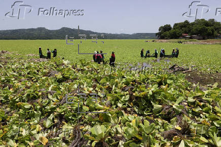 Planta acuática que cubre lago turístico de El Salvador afecta a pescadores y restaurantes