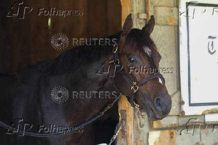 Horse Racing: Belmont Stakes-Workouts