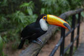 Tucano no Parque das Aves, em Foz do Iguaçu (PR)