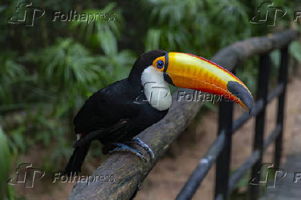 Tucano no Parque das Aves, em Foz do Iguaçu (PR)